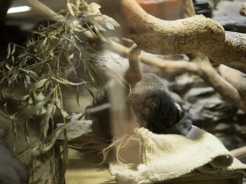 恩賜上野動物園のクリョンの写真