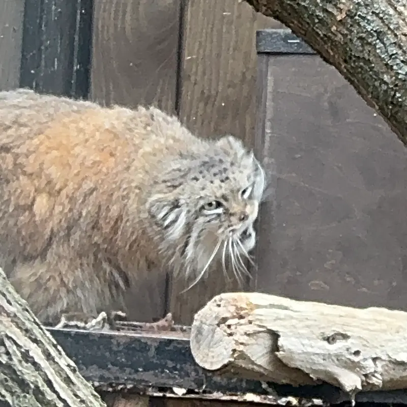 ワルシャワ動物園のジェシーの写真