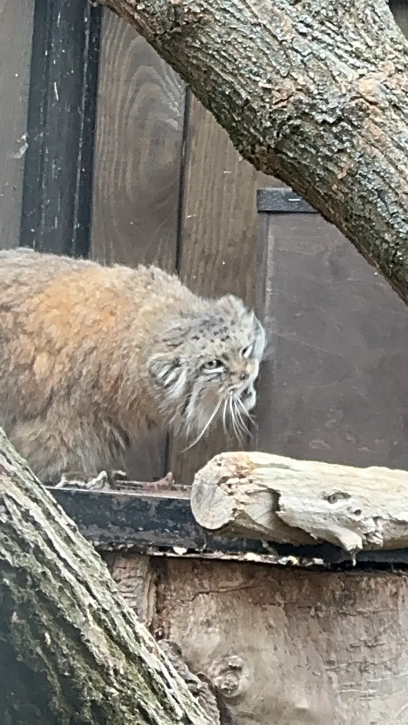 ワルシャワ動物園のジェシーの写真