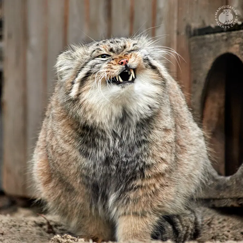 ノヴォシビルスク動物園のゼレノゴルスクの写真