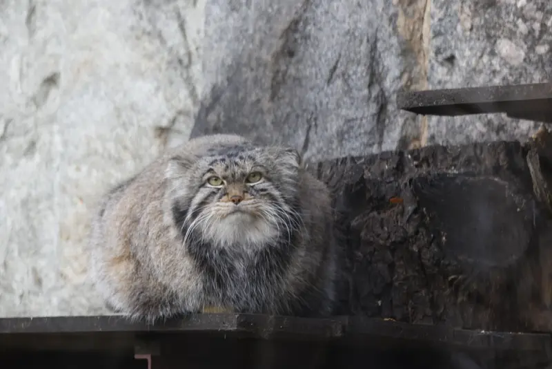 モスクワ動物園のティモフェイの写真