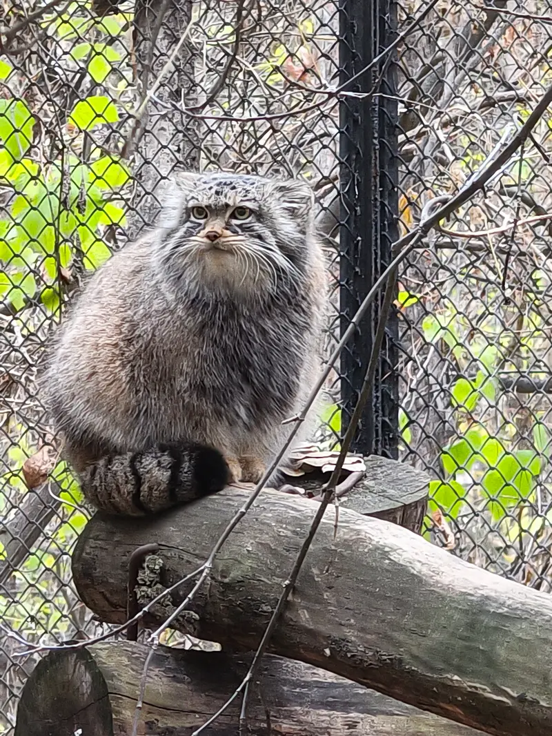 ノヴォシビルスク動物園のゾーシャの写真