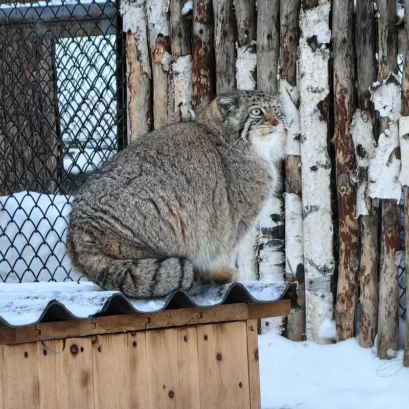 ノヴォシビルスク動物園のイヴの写真