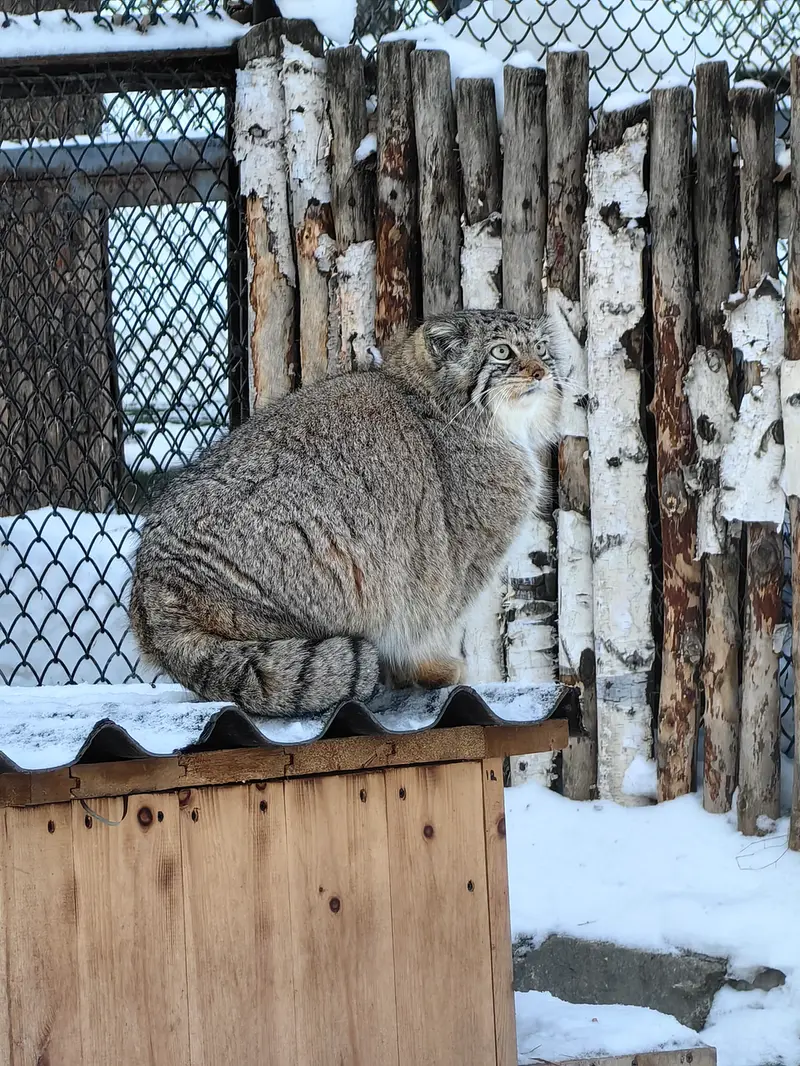 ノヴォシビルスク動物園のイヴの写真