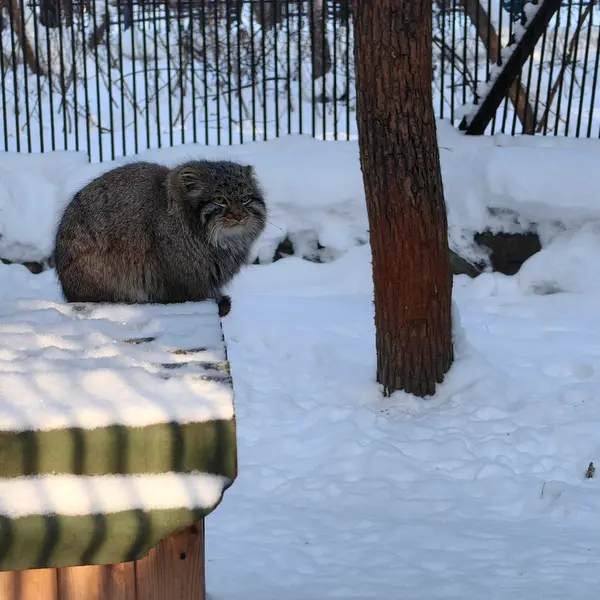 ノヴォシビルスク動物園のレオンの写真