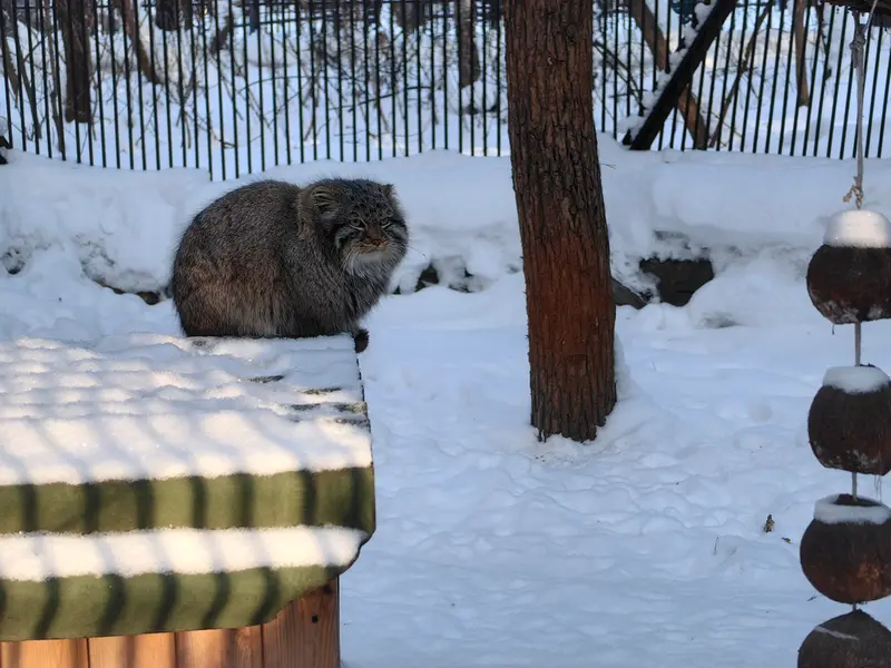 ノヴォシビルスク動物園のレオンの写真