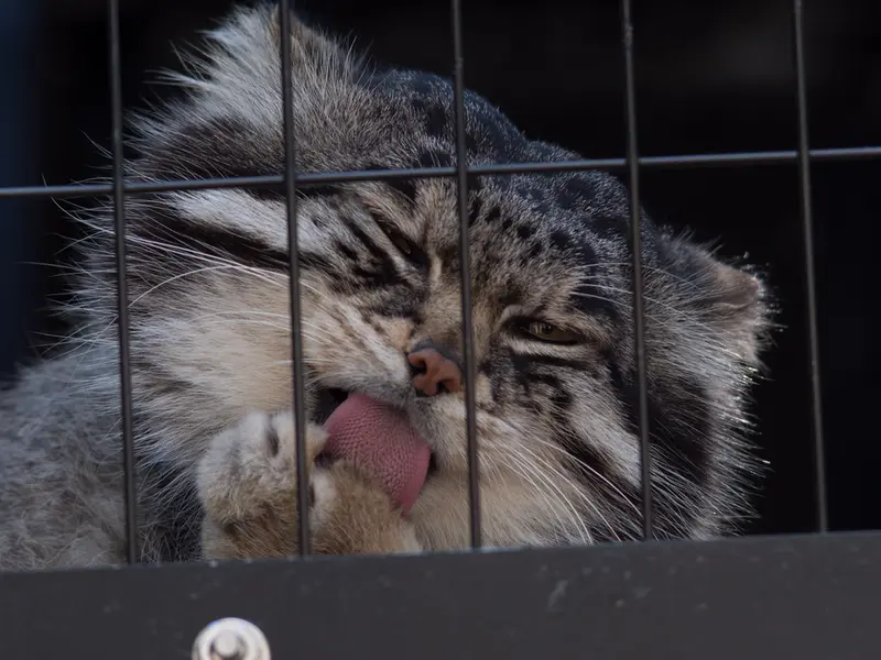 旭山動物園のグルーシャの写真