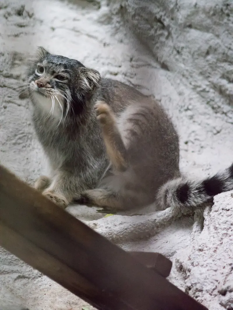 野毛山動物園のフィーガの写真