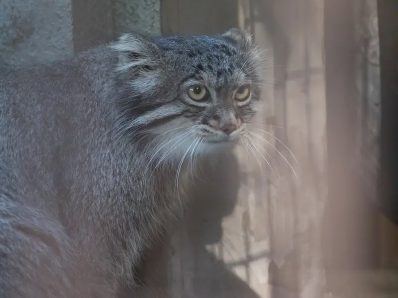 野毛山動物園のフィーガの写真