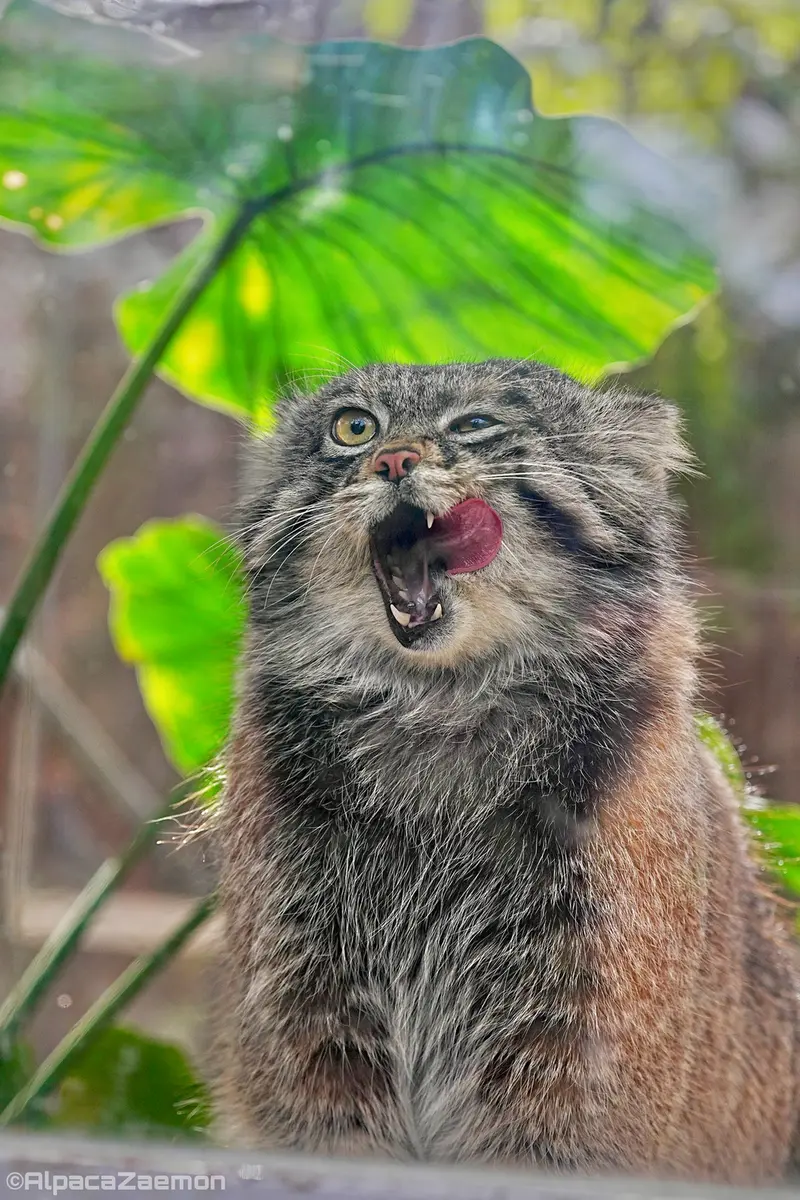 神戸どうぶつ王国のナルの写真