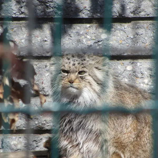 マクデブルク動物園のマヌエラの写真