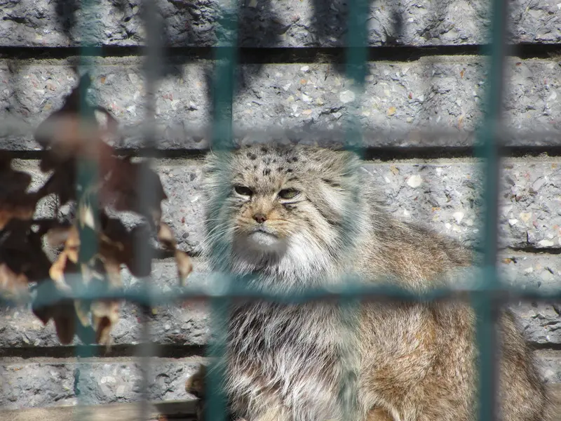 マクデブルク動物園のマヌエラの写真