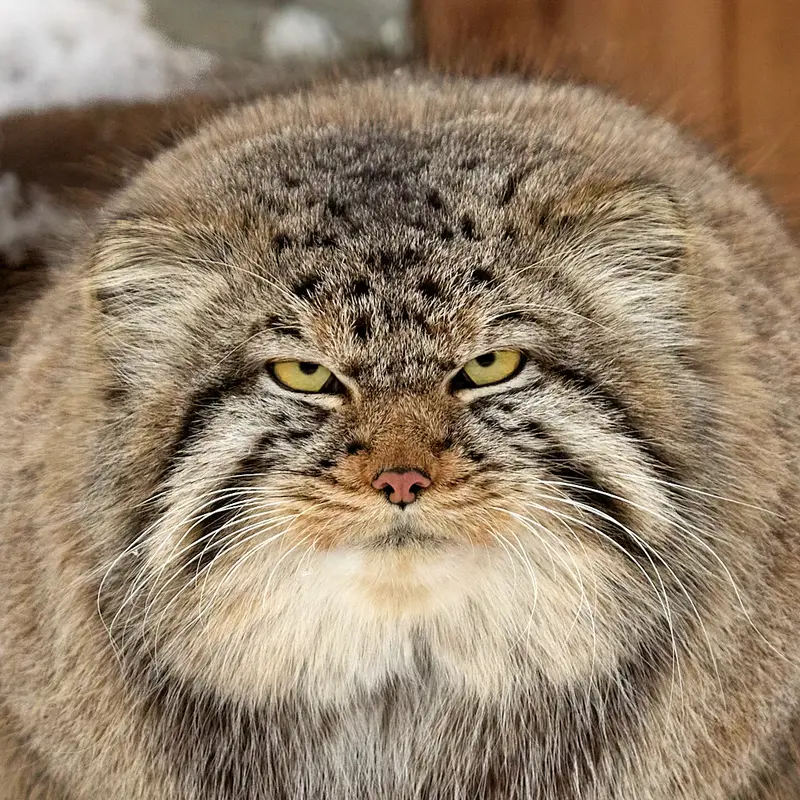 グリーンズ動物救護・リハビリテーションセンターのマヌルネコのキム