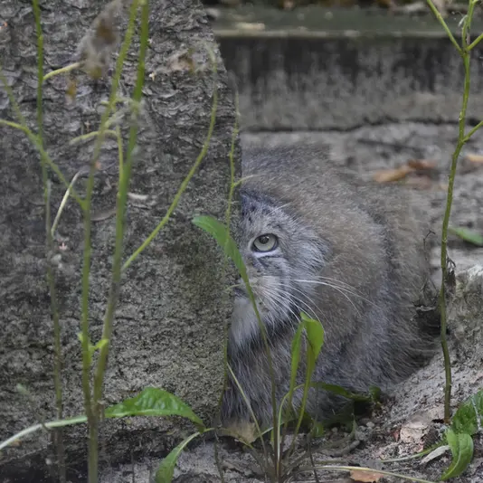 コシツェ動物園のアラニの写真