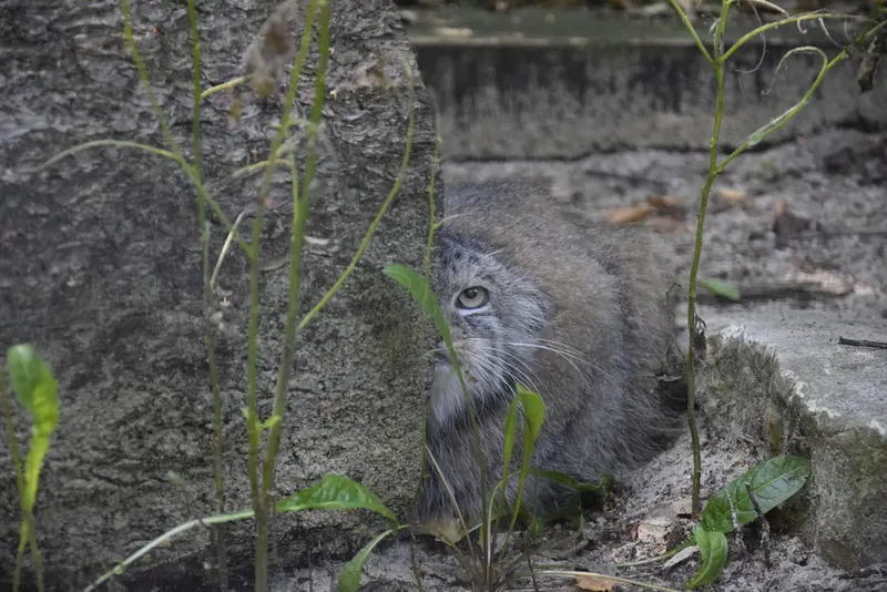 コシツェ動物園のアラニの写真