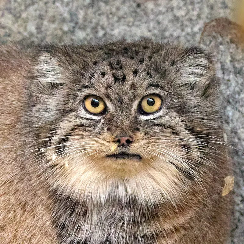 ケムニッツ動物園のマヌルネコのペマ
