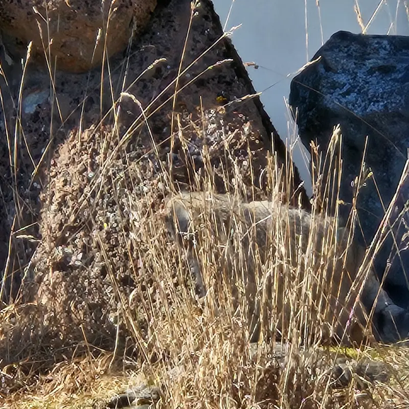 コルケアサーリ動物園のミミの写真