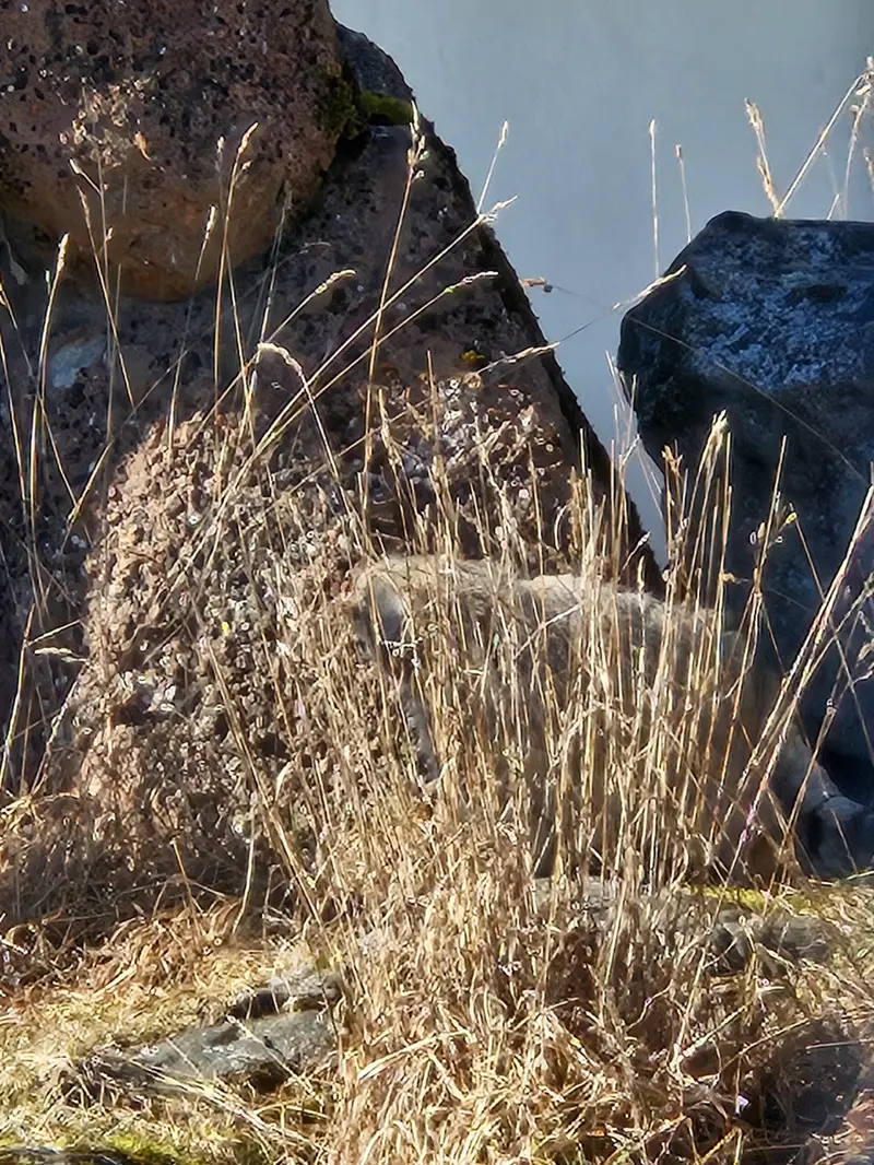 コルケアサーリ動物園のミミの写真