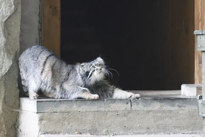 モスクワ動物園のティモフェイの写真