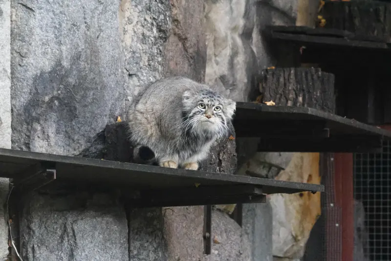 モスクワ動物園のティモフェイの写真