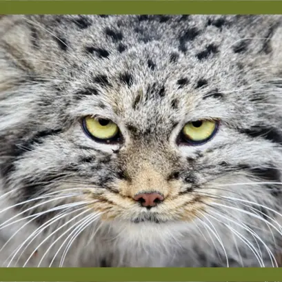 カラコル動物園のクニャージュナ・カラコリスカヤの写真