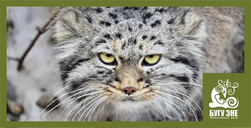 カラコル動物園のクニャージュナ・カラコリスカヤの写真