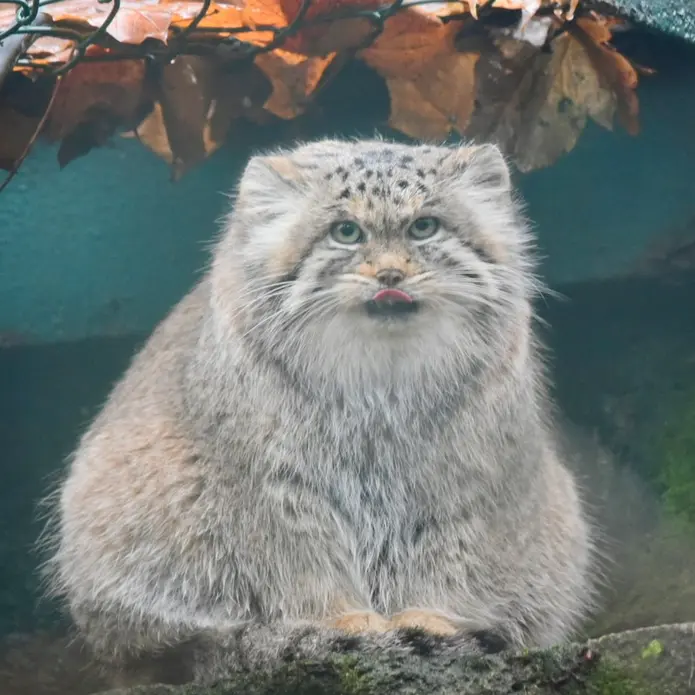 ティアパーク・ベルリンのマネキーネコの写真