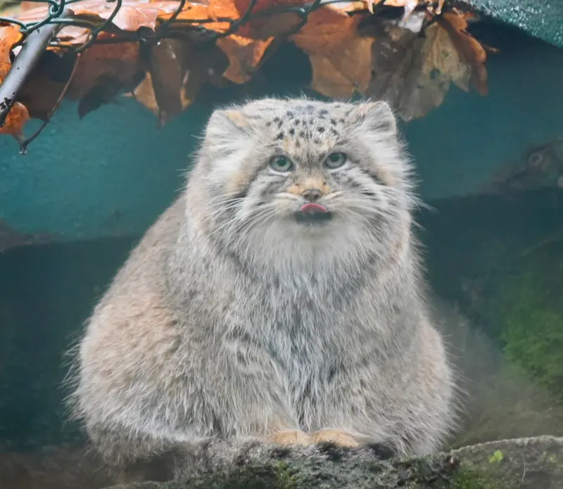 ティアパーク・ベルリンのマネキーネコの写真
