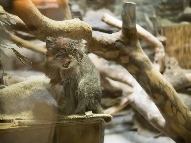 恩賜上野動物園のクリョンの写真