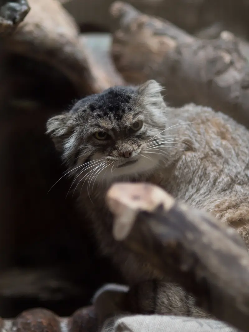 恩賜上野動物園のプリームラの写真