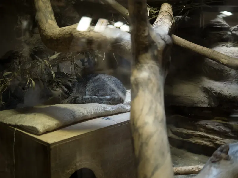 恩賜上野動物園のクリョンの写真