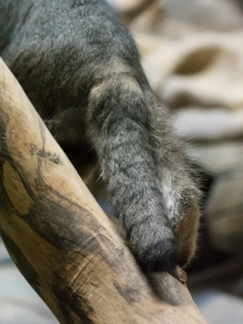 恩賜上野動物園のクリョンの写真