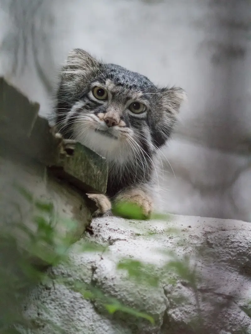 野毛山動物園のフィーガの写真