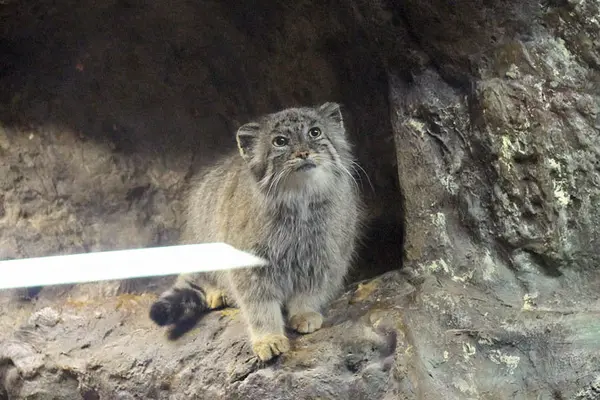 恩賜上野動物園のユスの写真