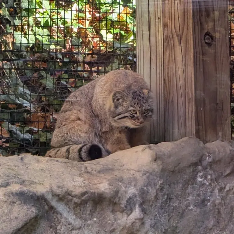 ビンガムトン動物園（ロス・パーク）のルカの写真