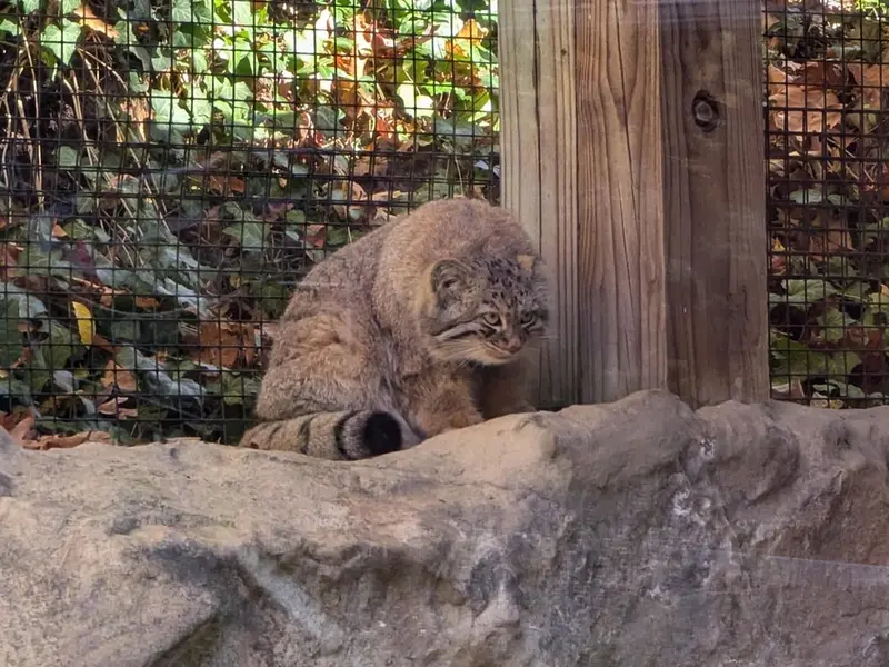 ビンガムトン動物園（ロス・パーク）のルカの写真