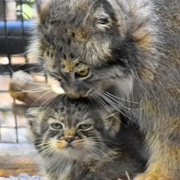 グレート・プレーンズ動物園のサルヒとタシの写真