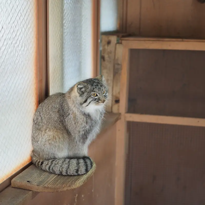 埼玉県こども動物自然公園のオリーヴァの写真