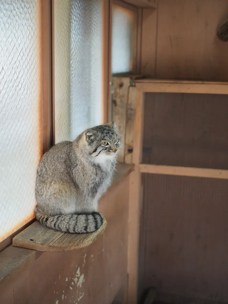 埼玉県こども動物自然公園のオリーヴァの写真