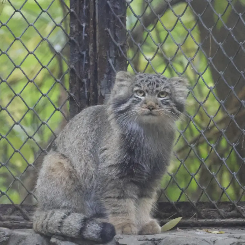 ノヴォシビルスク動物園のロロの息子 b.2026 Ⅱの写真