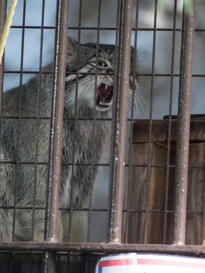 野毛山動物園のフィーガの写真