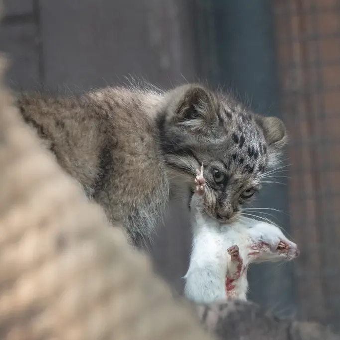 ブルノ動物園のマヌルネコの写真