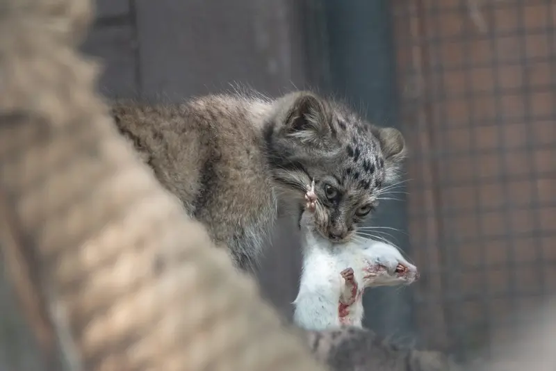ブルノ動物園のマヌルネコの写真