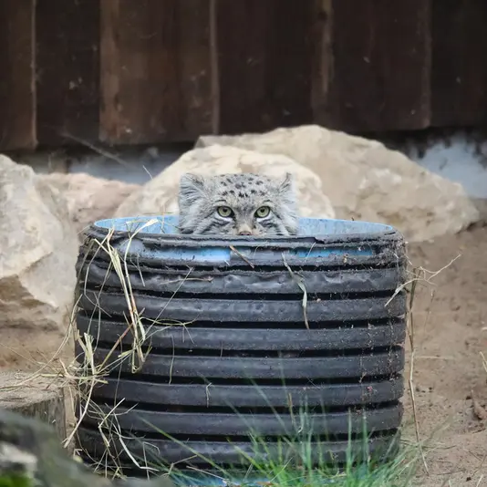 タリン動物園のマーズの写真