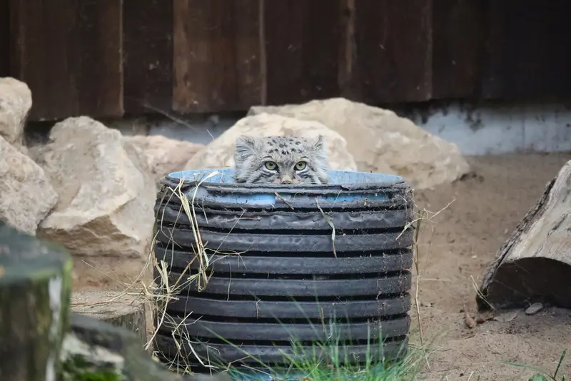 タリン動物園のマーズの写真