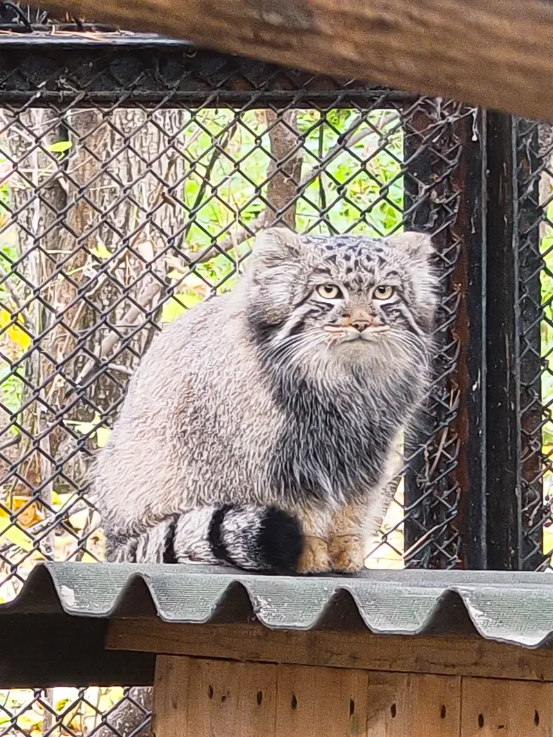ノヴォシビルスク動物園のアデルの息子（2026年生まれ）Ⅲの写真