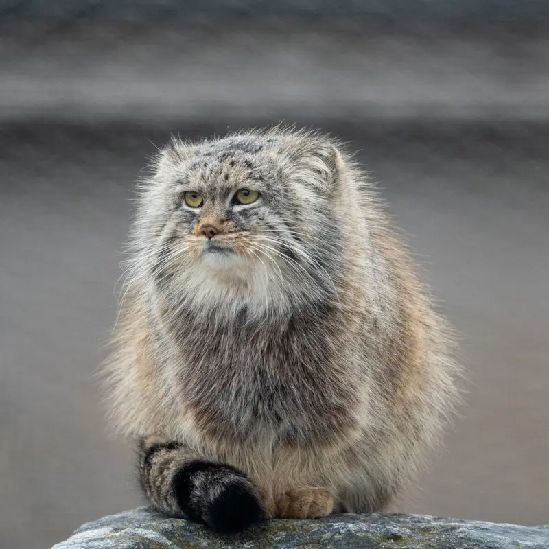 コルケアサーリ動物園のアルカスの写真