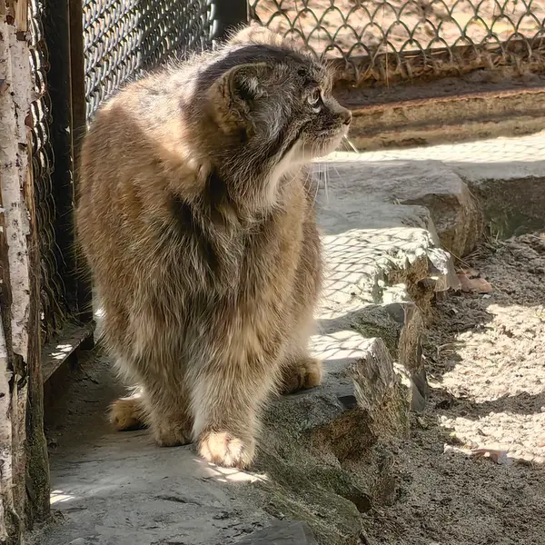 ノヴォシビルスク動物園のラストチカの写真