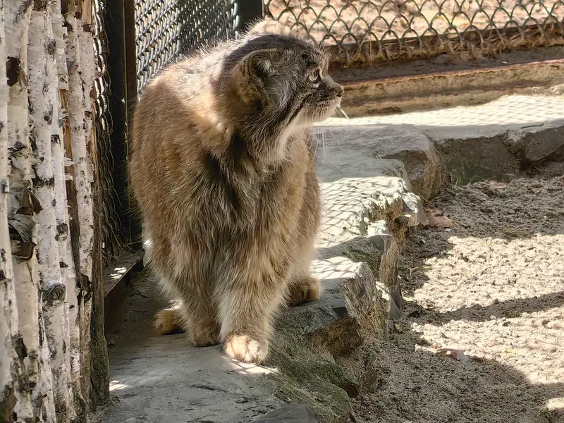 ノヴォシビルスク動物園のラストチカの写真
