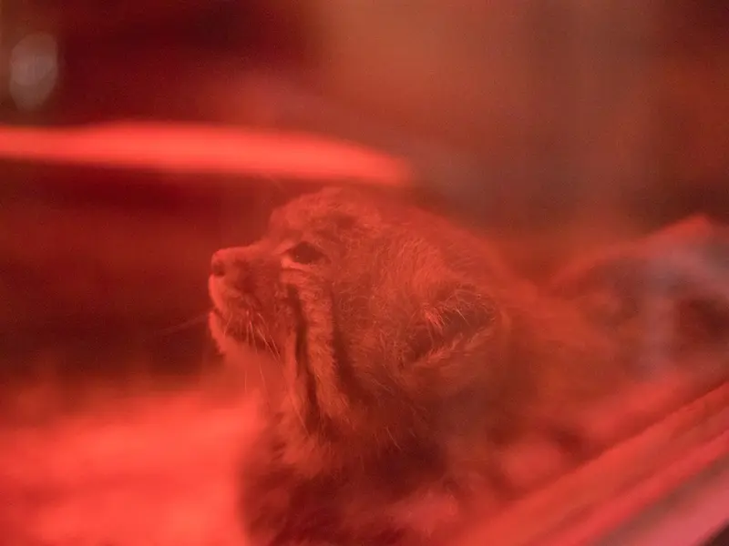 恩賜上野動物園のナイマの写真